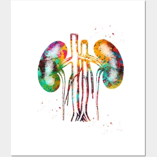 Kidneys anatomy Posters and Art